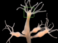 Dari Hydra ke SRI-Super Reality Intelligence