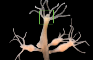 Dari Hydra ke SRI-Super Reality Intelligence