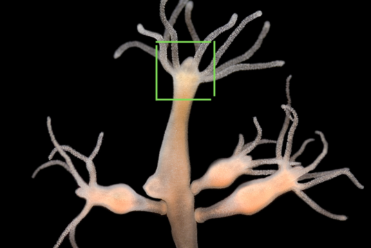 Dari Hydra ke SRI-Super Reality Intelligence